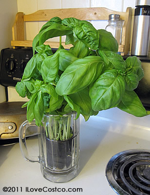Fresh Basil Pot